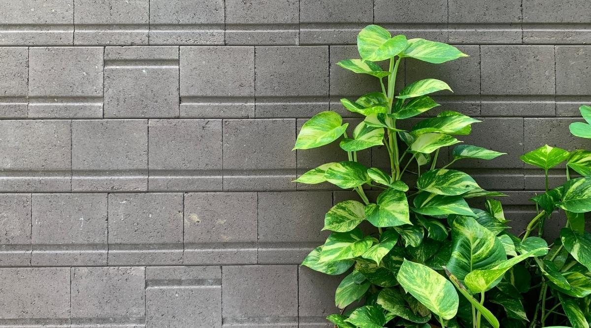 ivy plant climbing wall