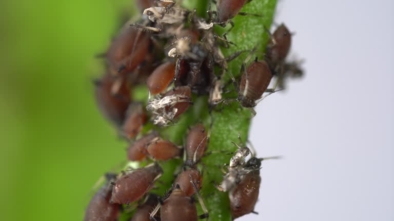ivy scale insect infestation