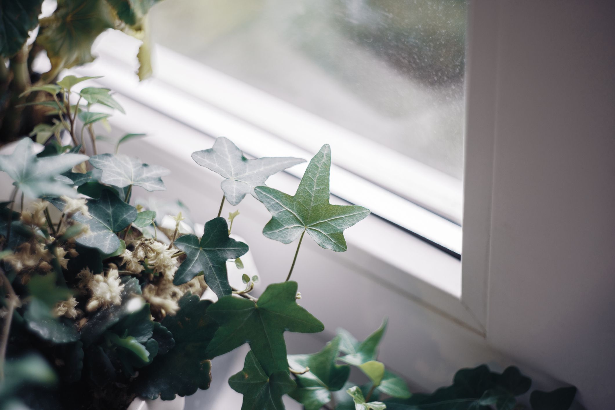 ivy indoor windowsill plant