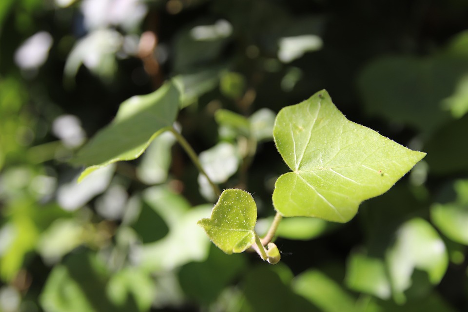 ivy leaves close-up sunlight