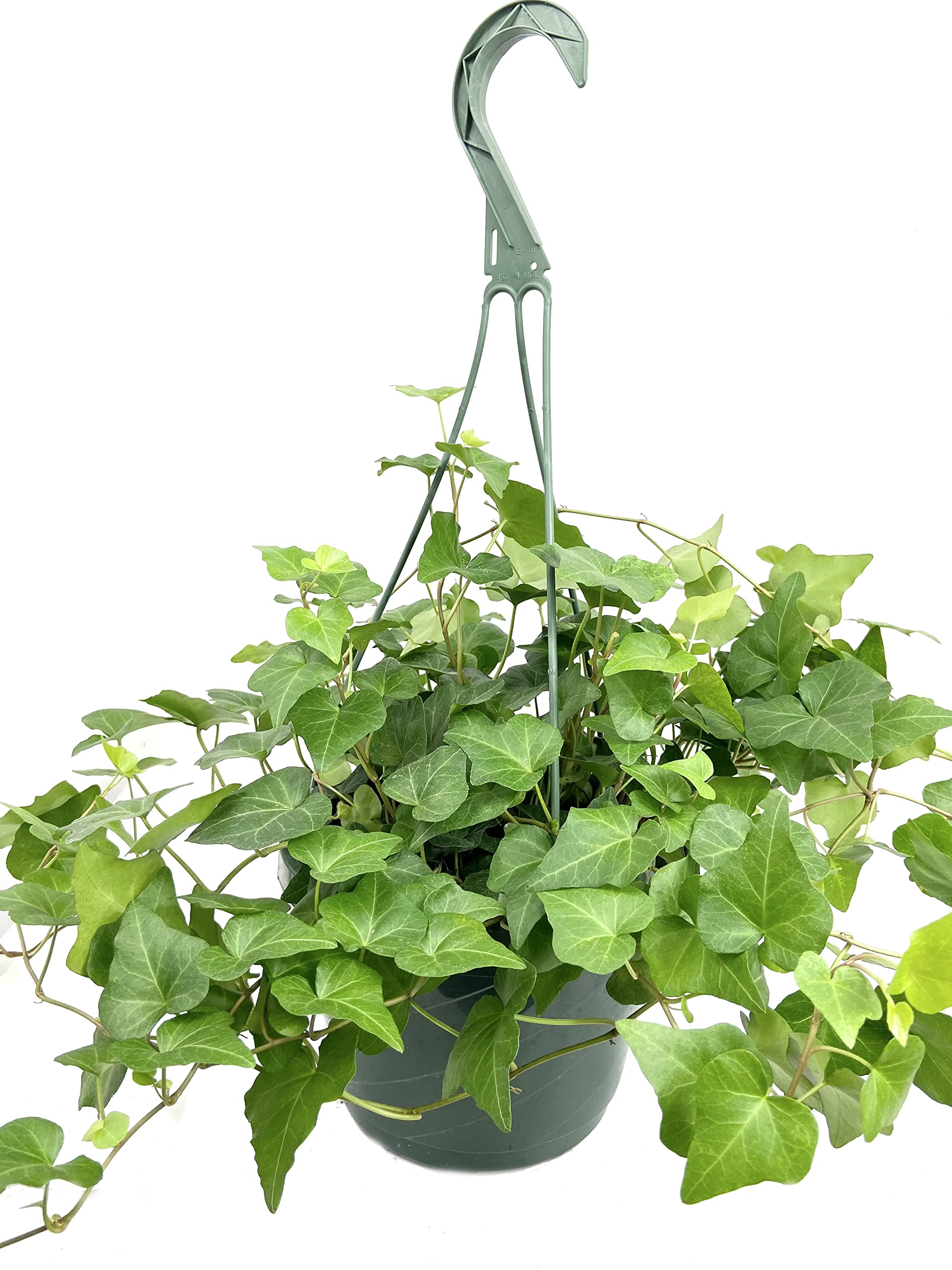 ivy indoor hanging pot