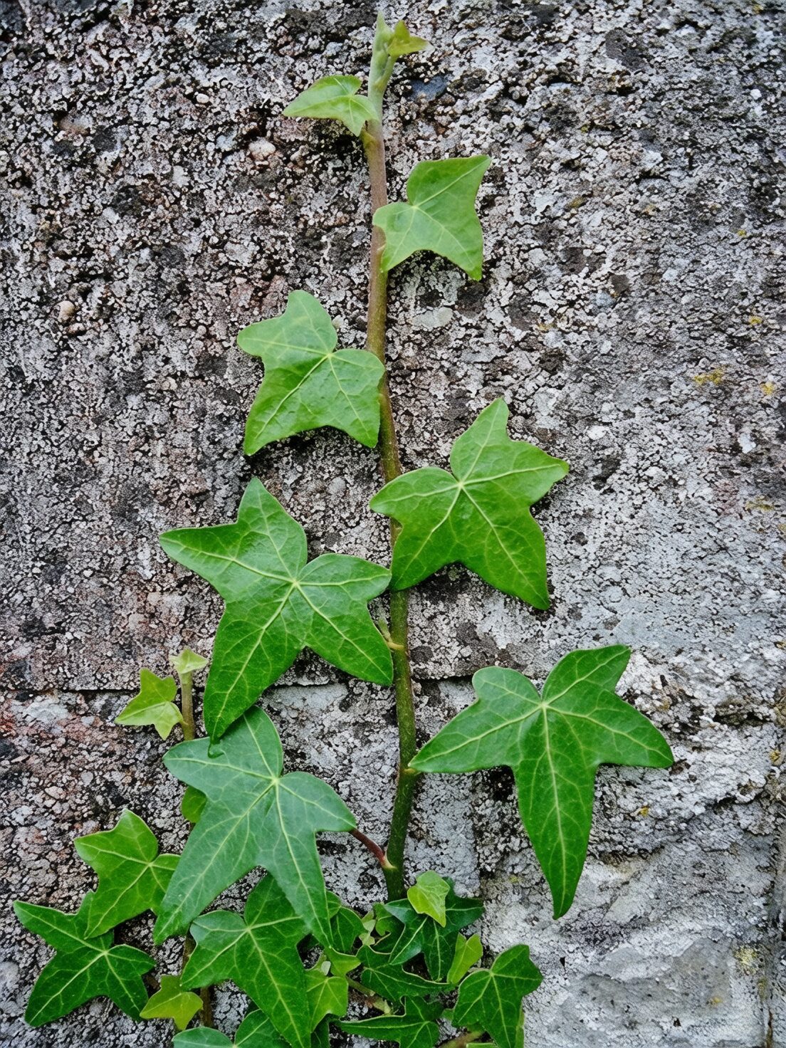 ivy on ancient stone wall