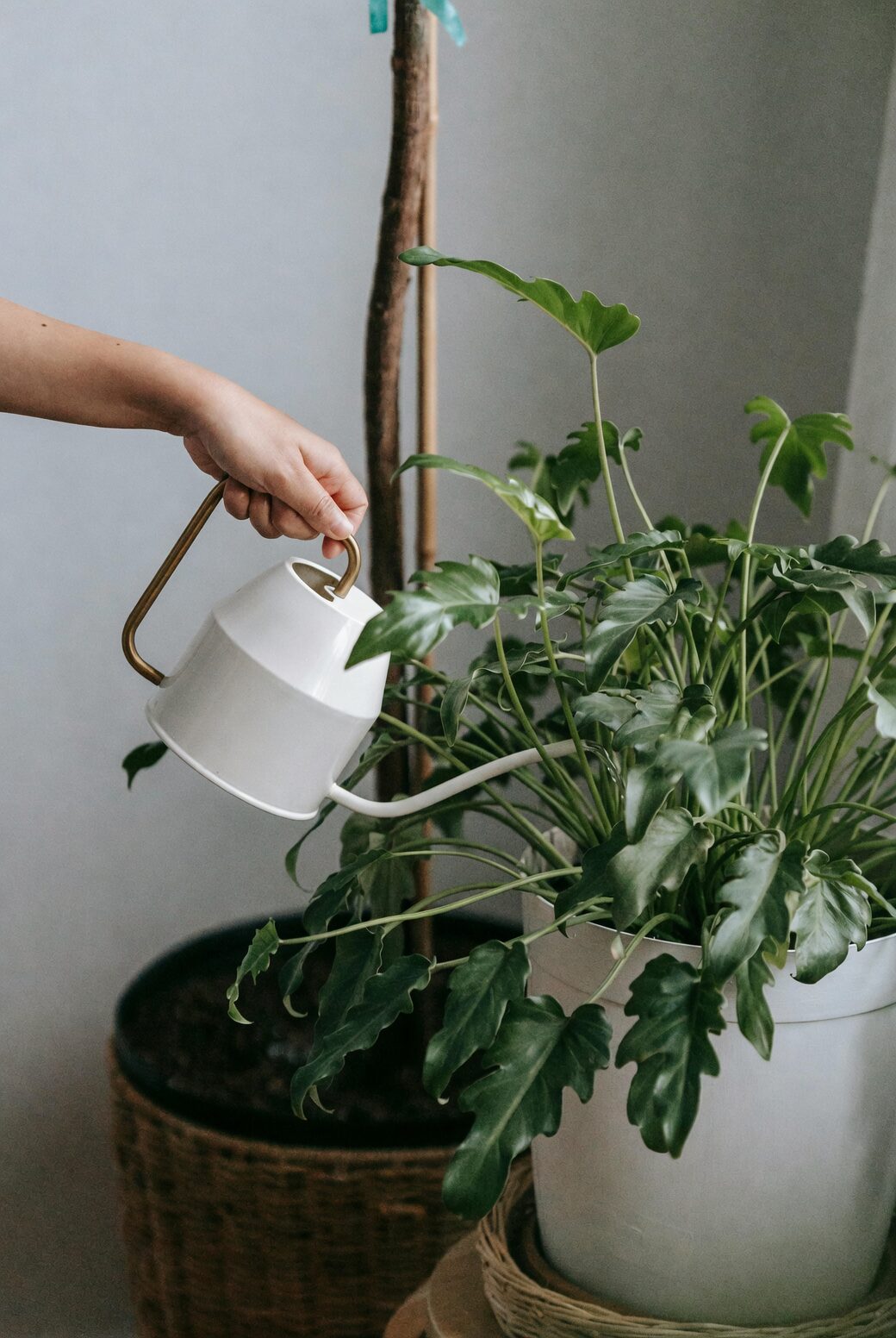 ivy care watering hands