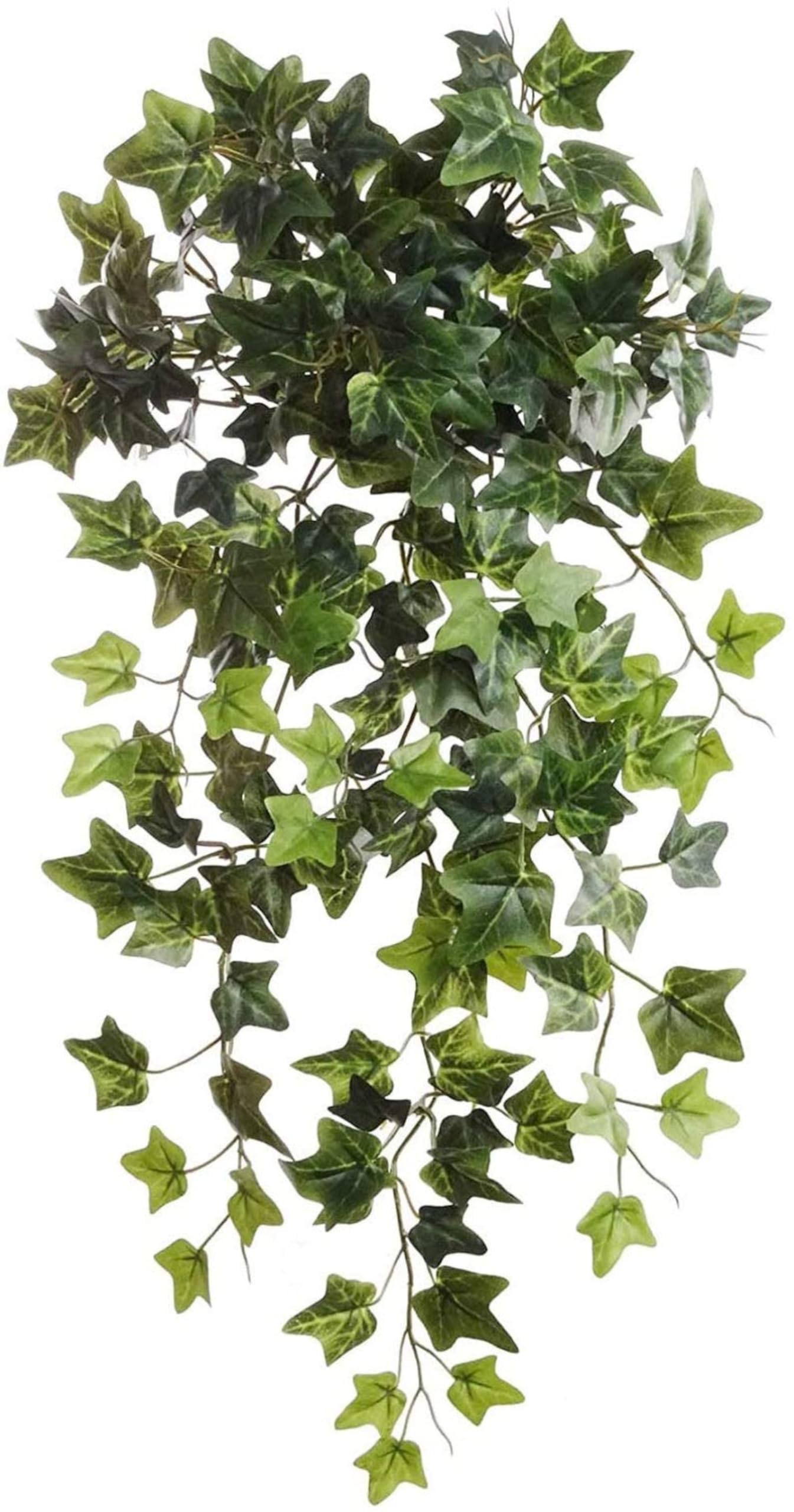 ivy plant indoor decoration