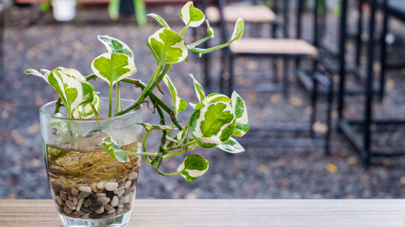 ivy in glass container