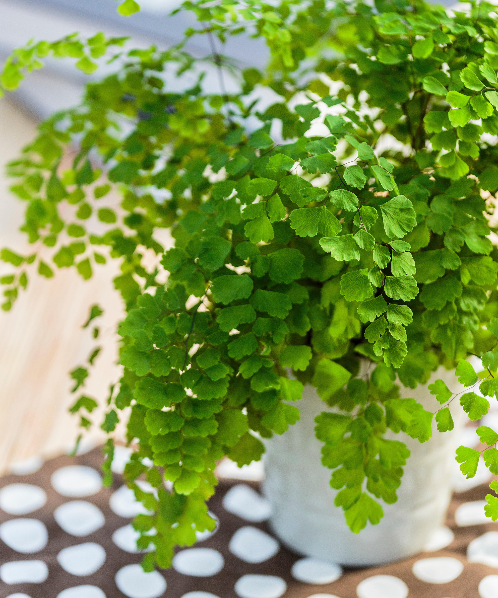 maidenhair fern bathroom setting