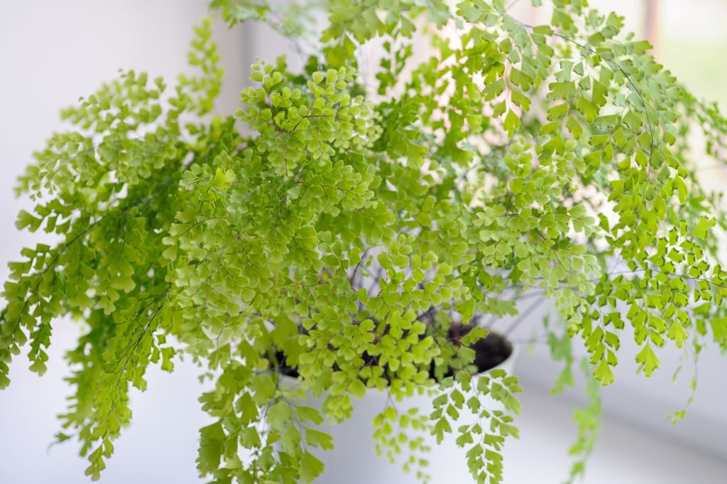 maidenhair fern on windowsill