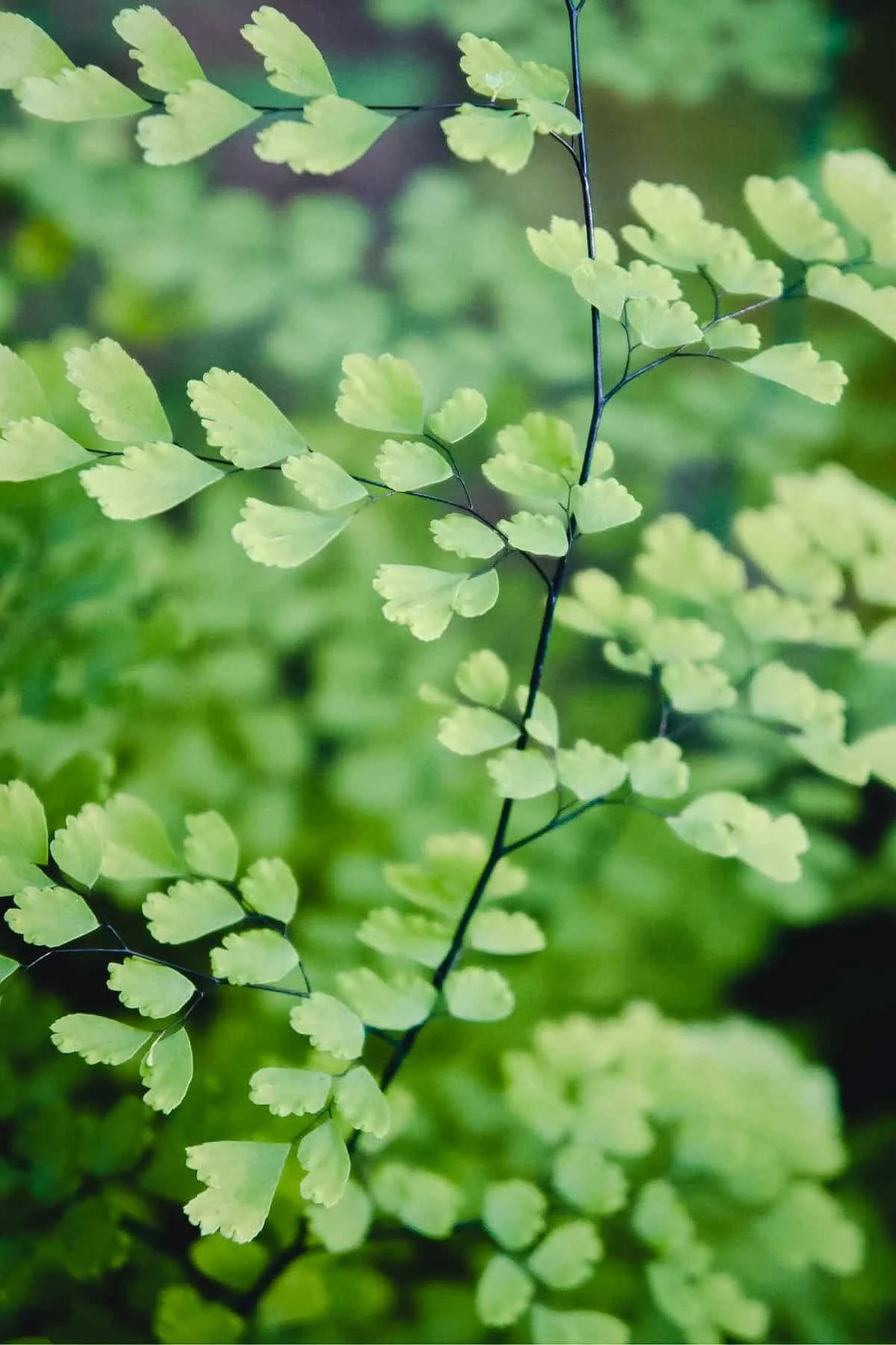 maidenhair fern close-up leaves