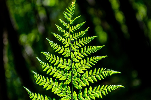maidenhair fern indoor bright light