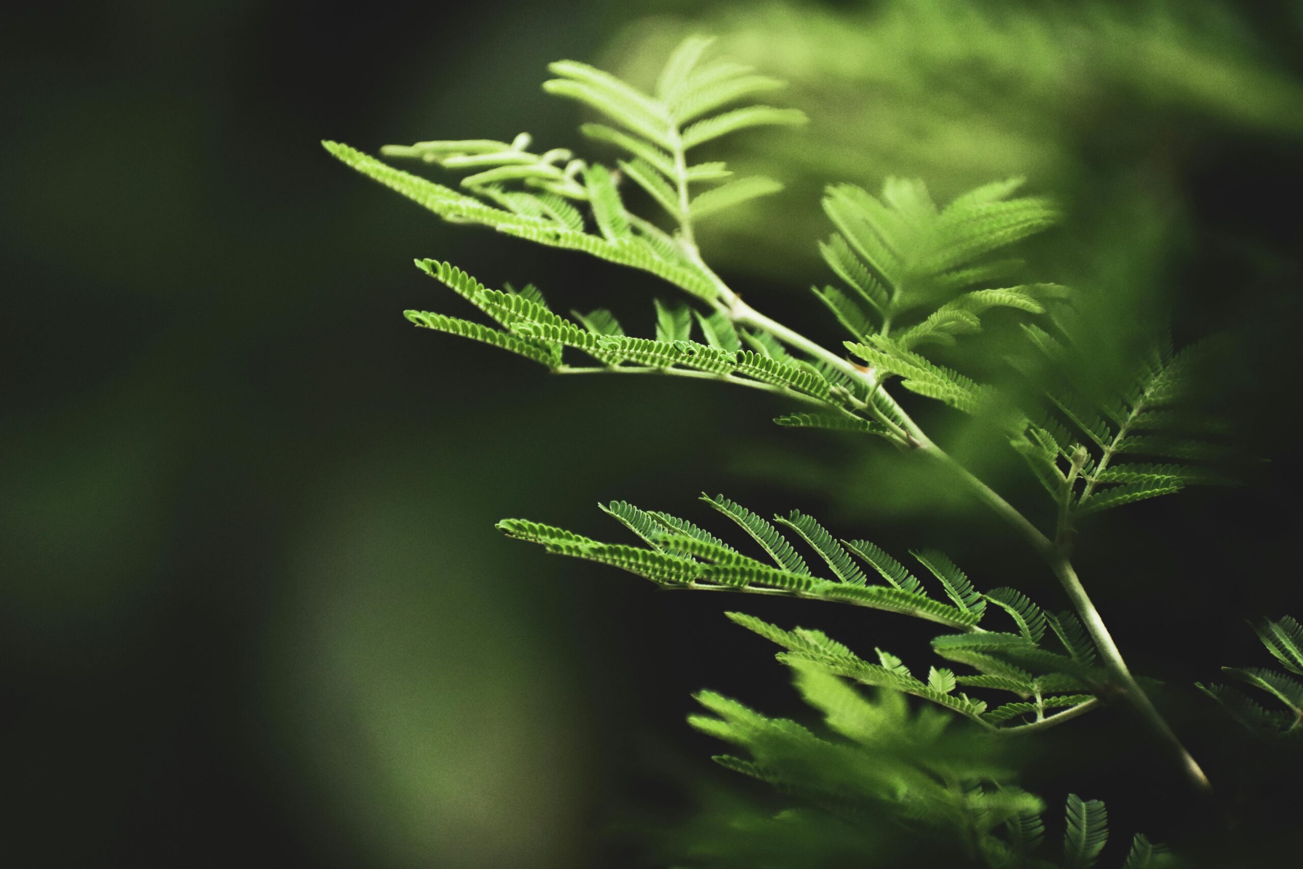 maidenhair fern close-up leaves
