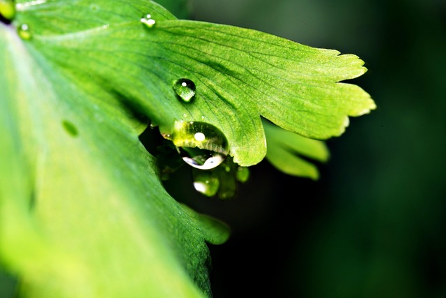 maidenhair fern water droplets