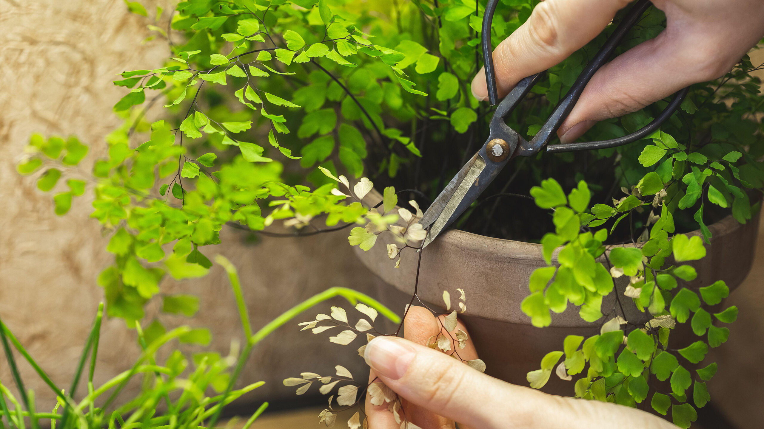 maidenhair fern dry leaf tips