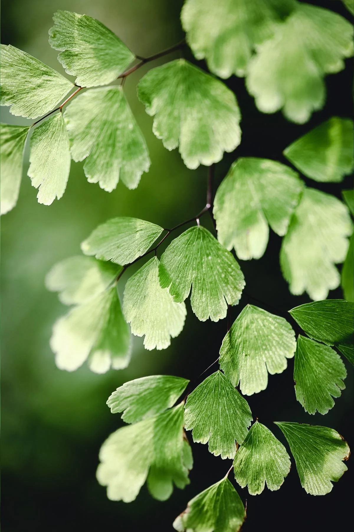 maidenhair fern close-up leaves