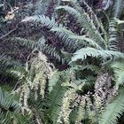 maidenhair fern in nature