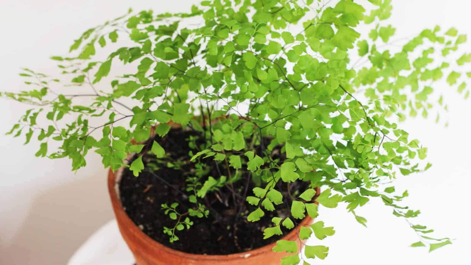 maidenhair fern indoor pot