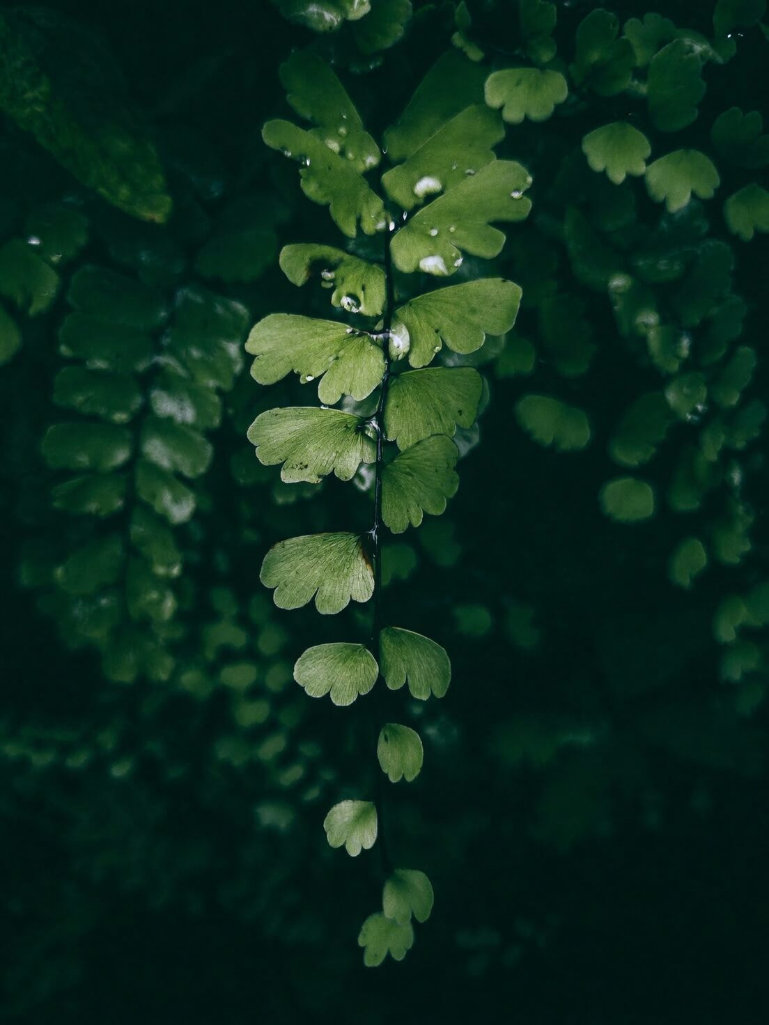 maidenhair fern close-up