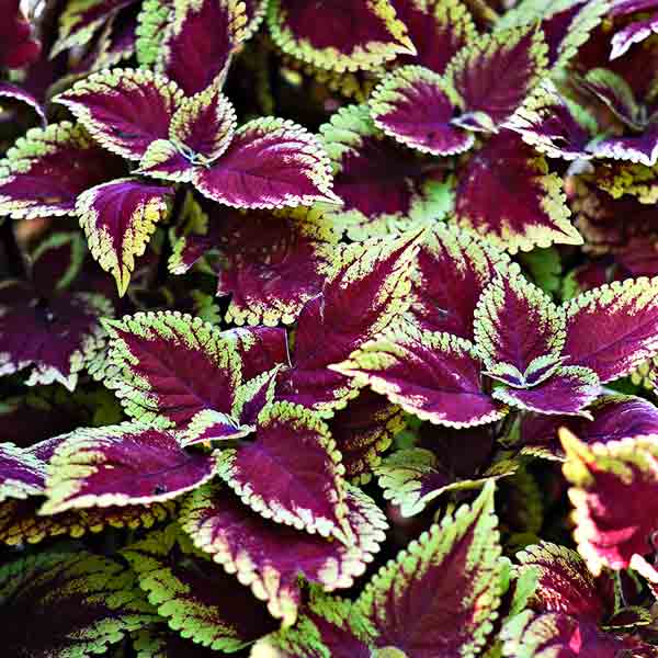 colorful coleus garden