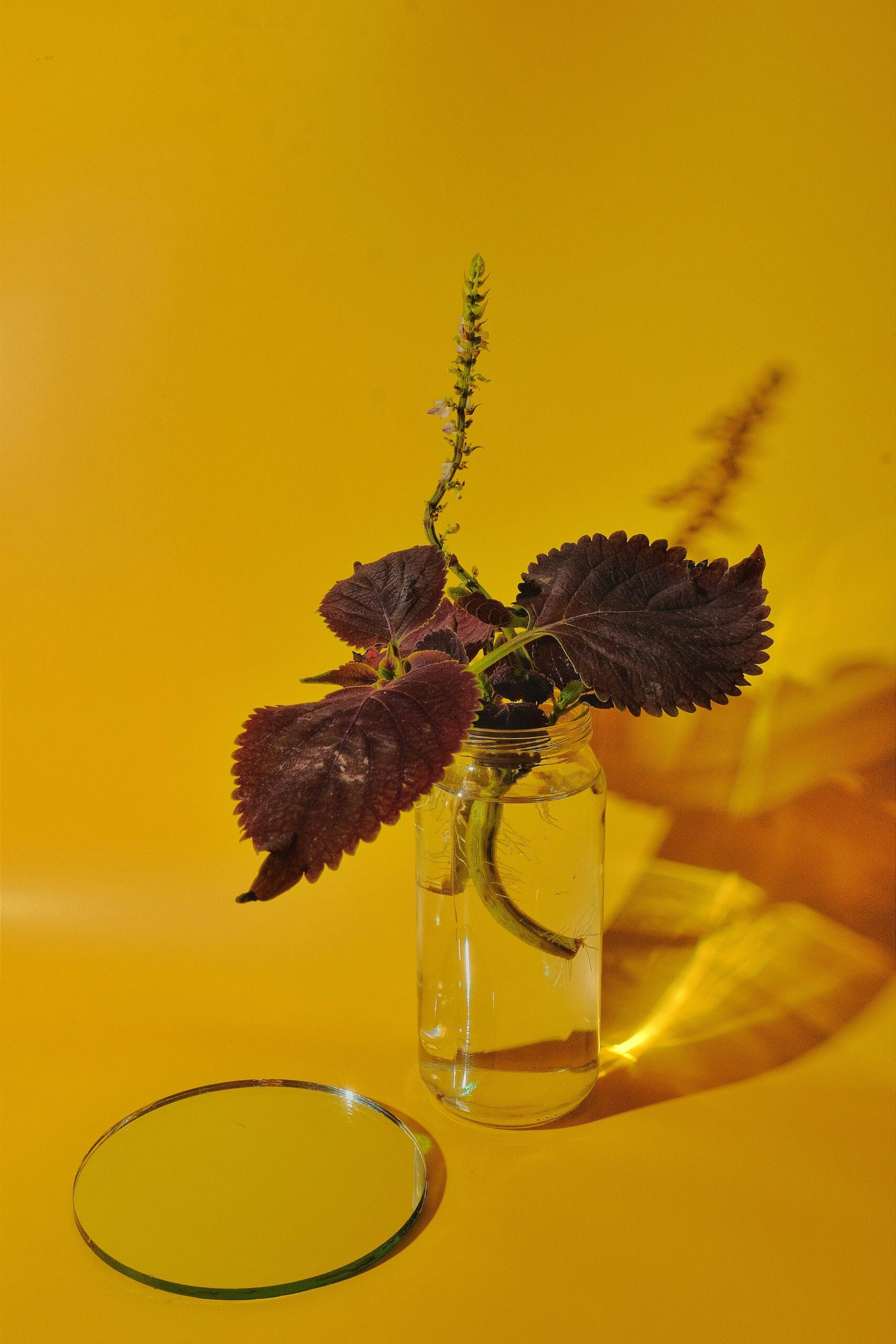coleus in bright indirect light
