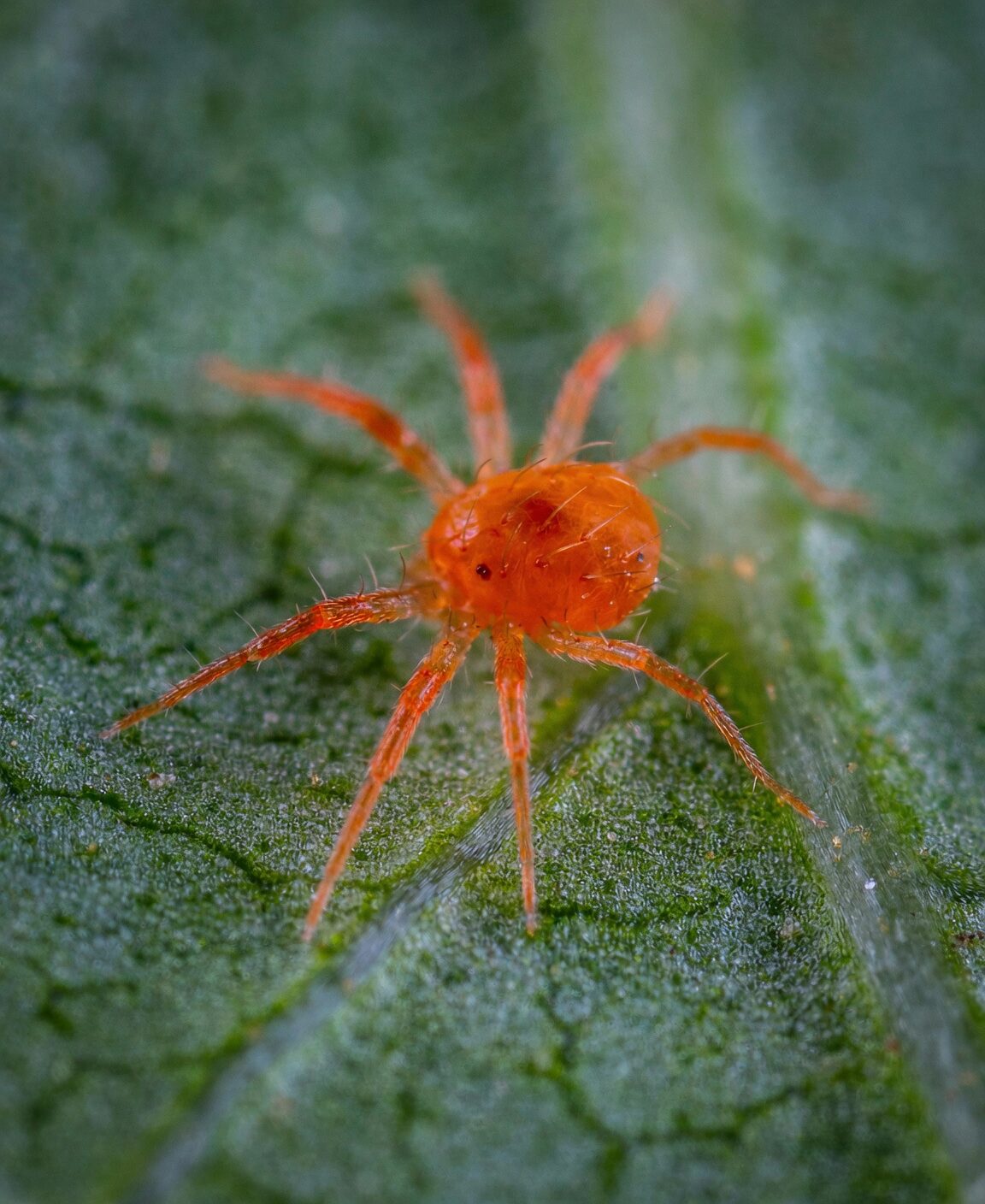 coleus spider mite infestation