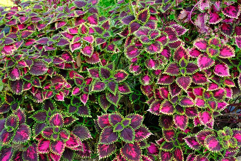 coleus colorful leaves close-up