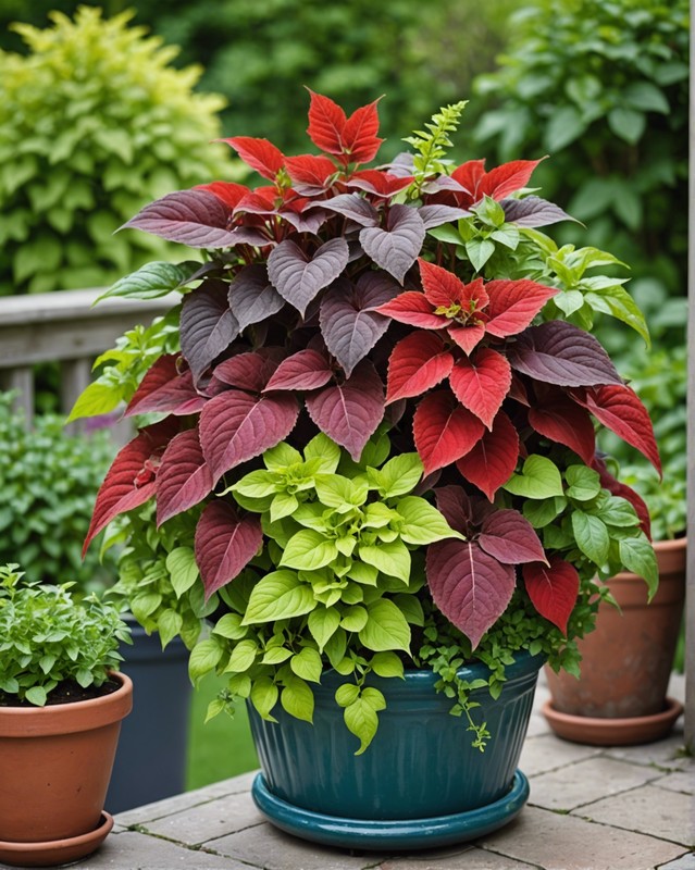 coleus in modern garden design