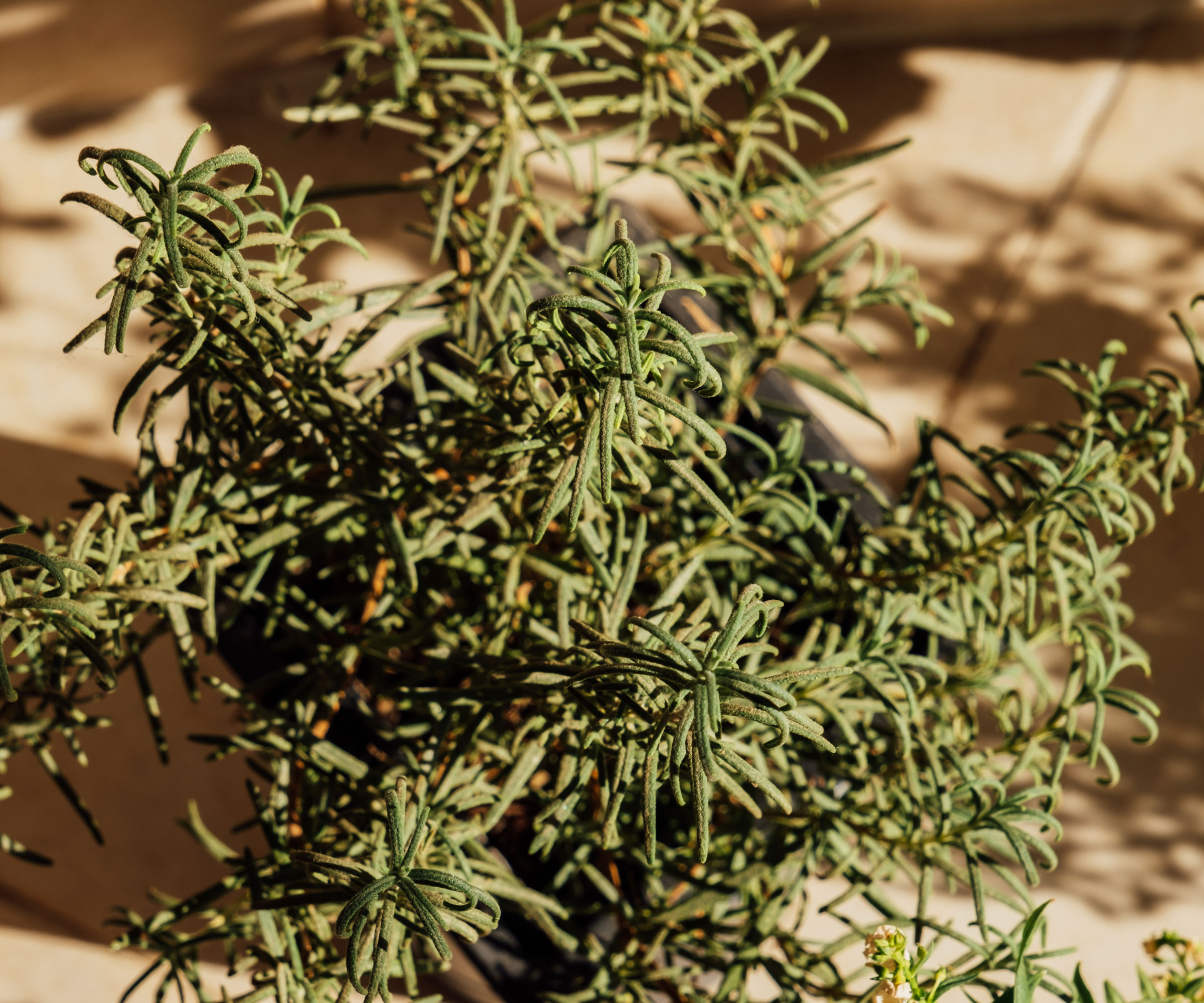 rosemary plant in sunlight
