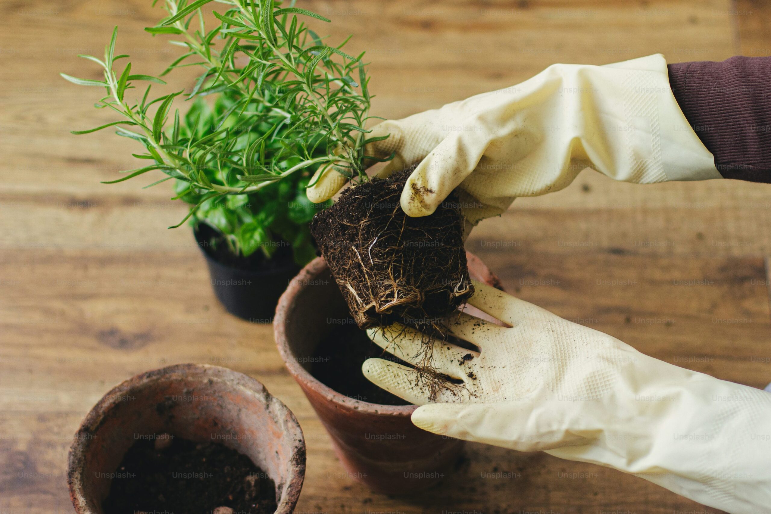 rosemary root rot prevention