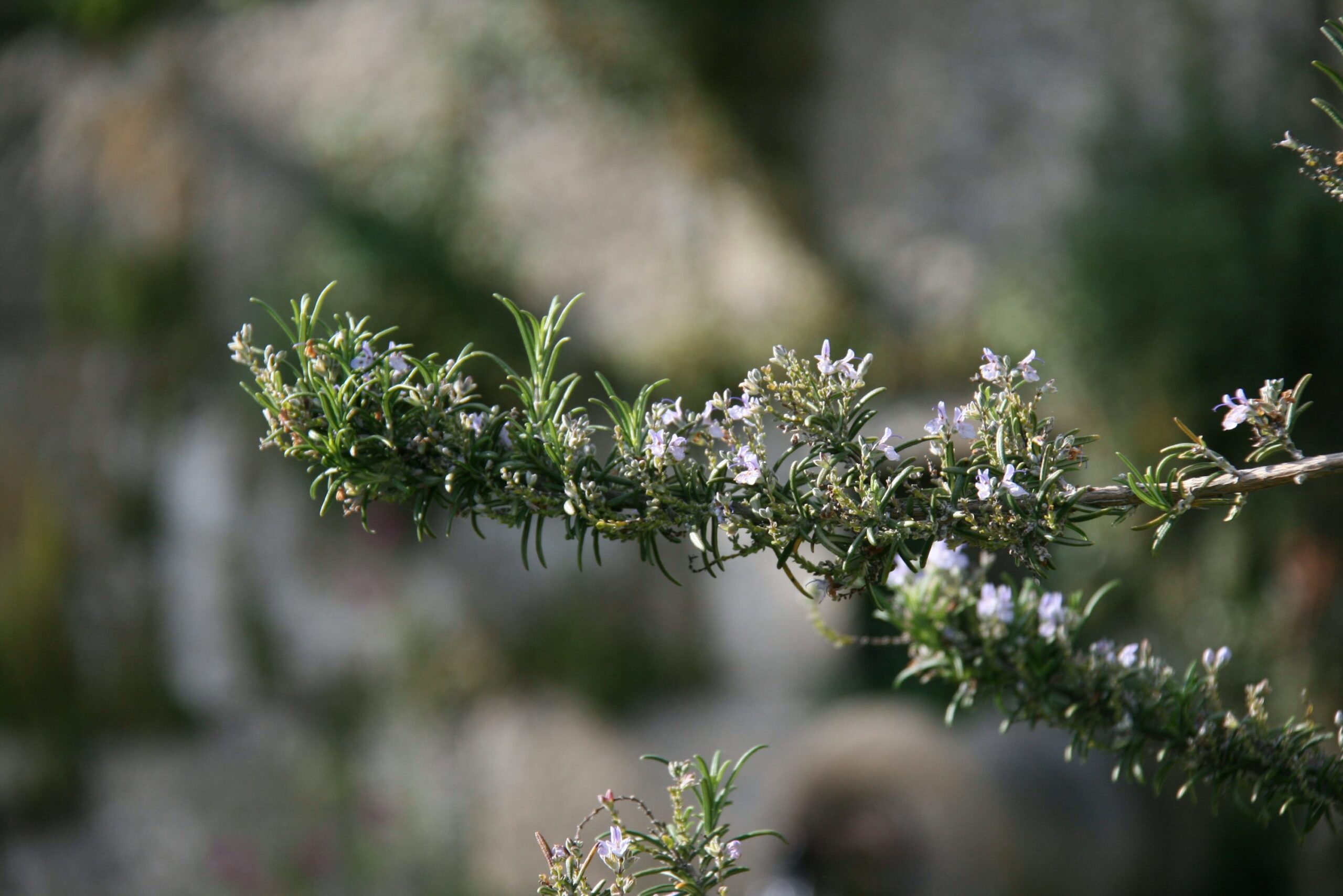 rosemary natural pesticide preparation