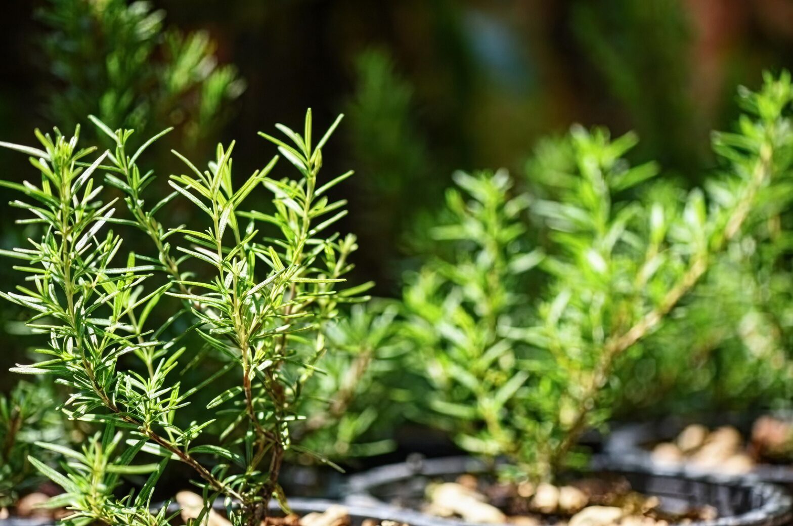 rosemary plant in garden