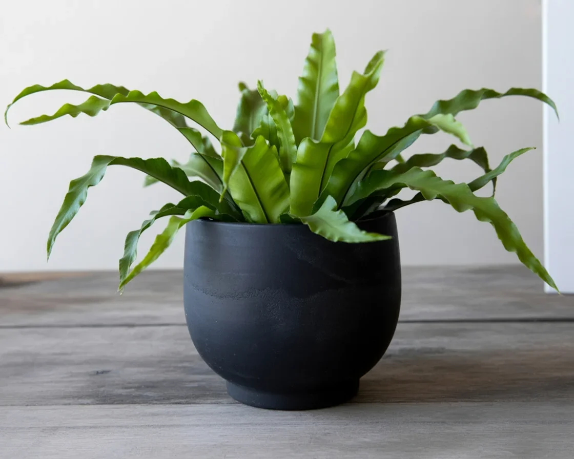 Healthy bird's nest fern care