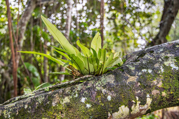 Bird's nest fern ecosystem