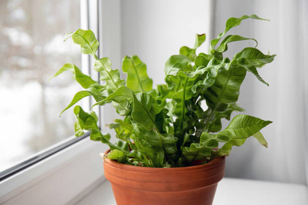 Bird's nest fern indoor decor