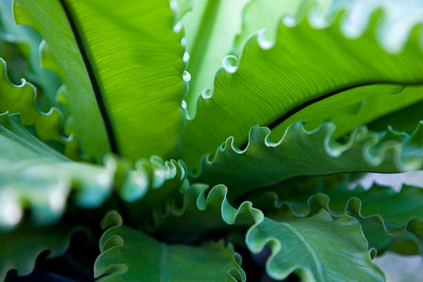 Bird's nest fern close-up