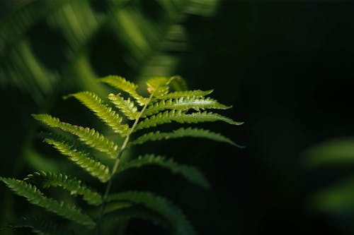 Wavy leaf fern detail