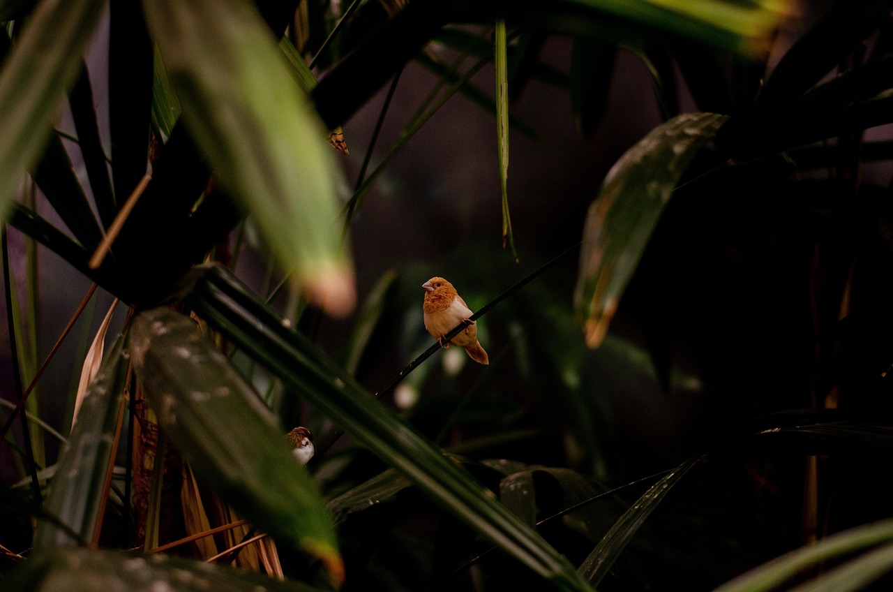 Tropical rainforest habitat