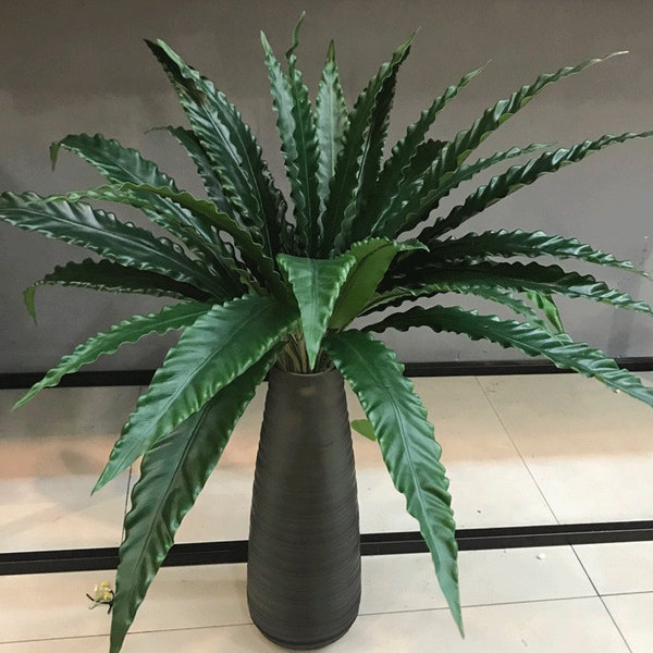 Indoor bird's nest fern decor