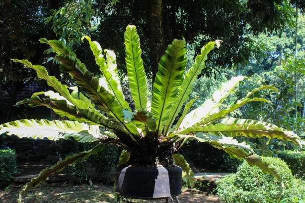 Asplenium nidus plant