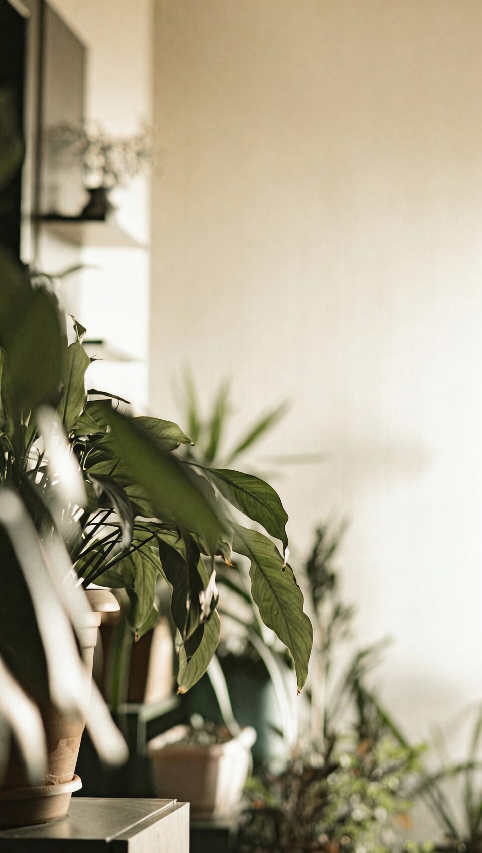 indoor plant decor