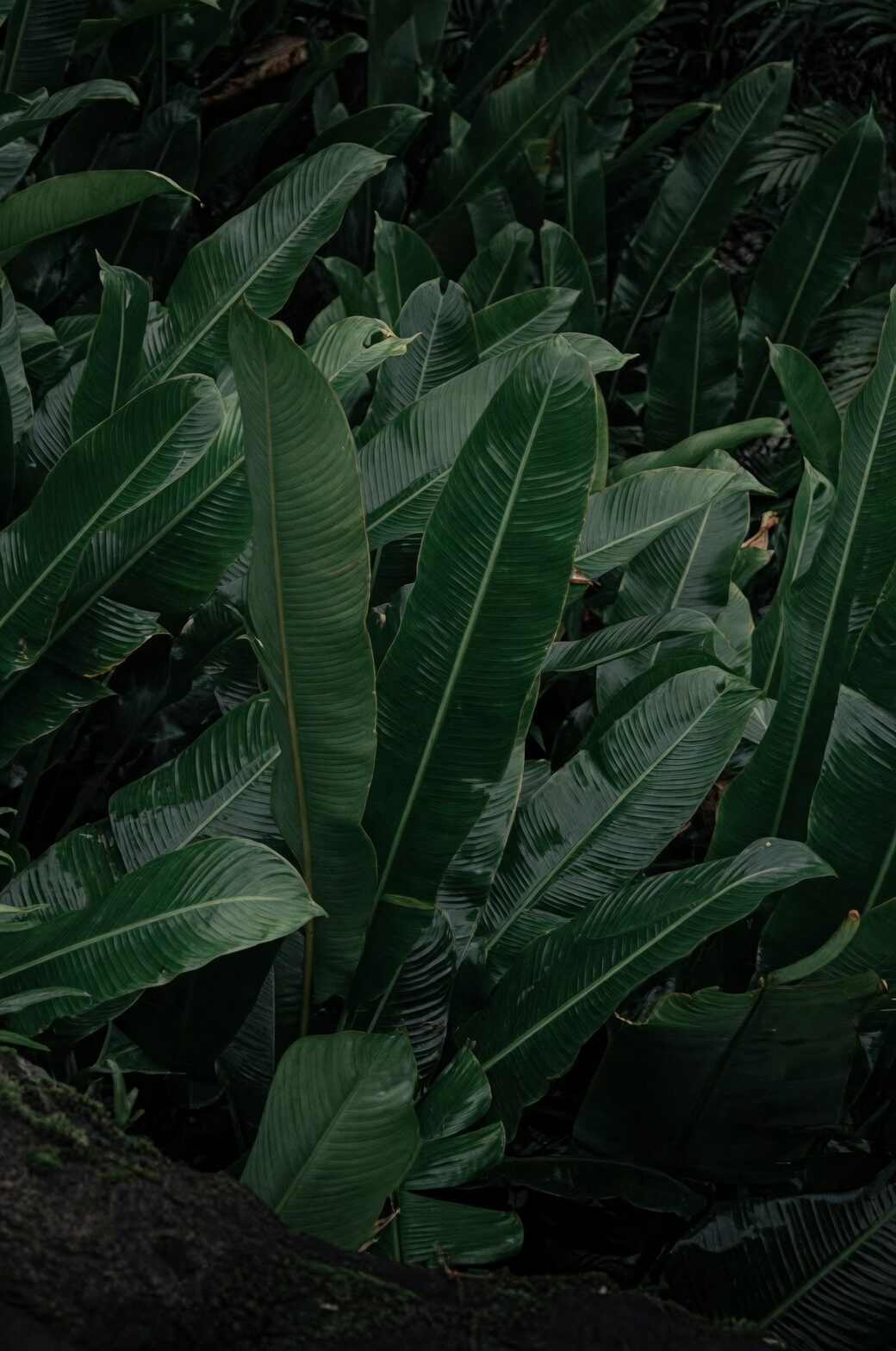 tropical rainforest plant