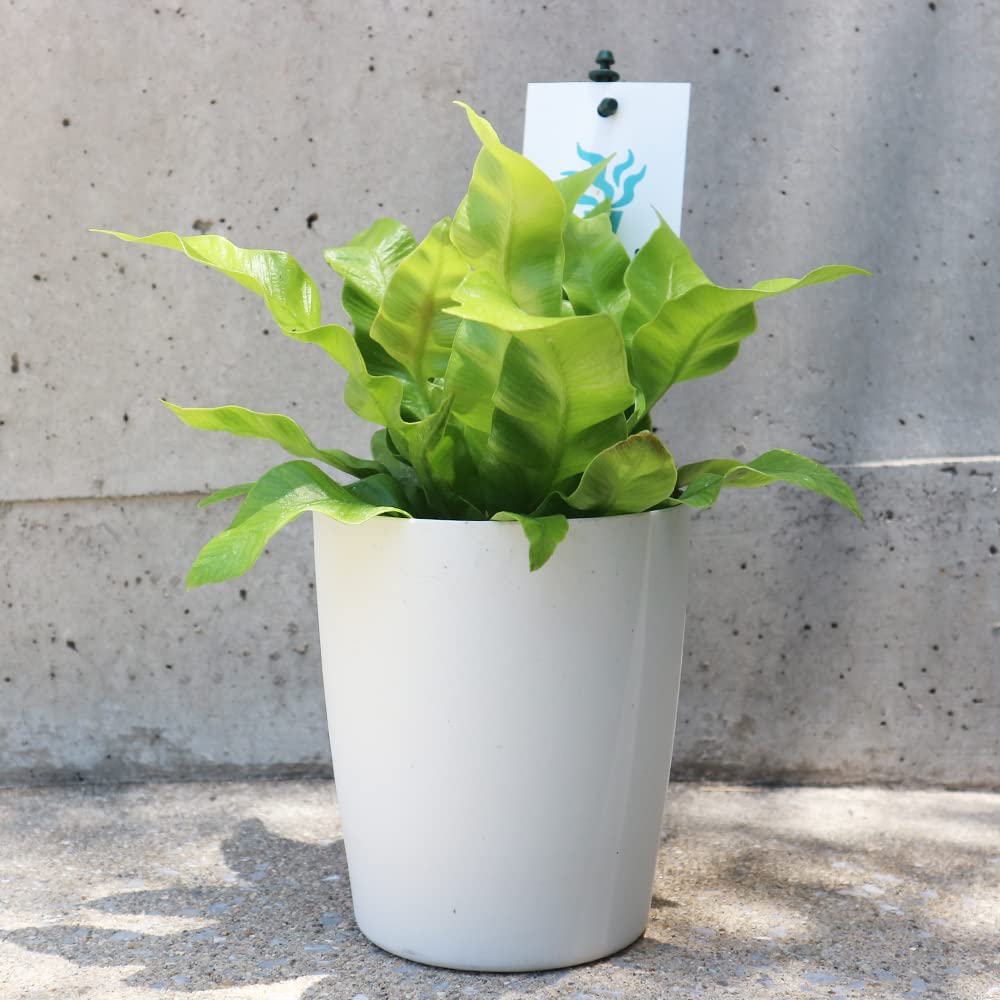 Asplenium nidus art piece