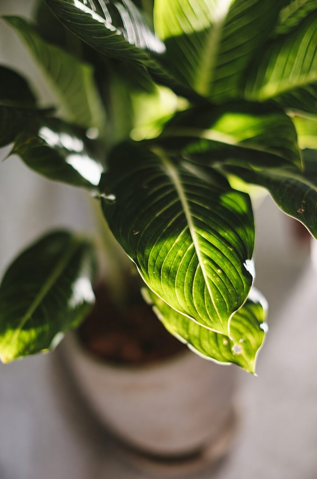 indoor plant light conditions
