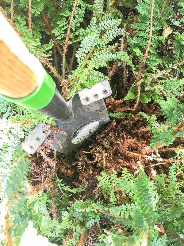 Dividing ferns