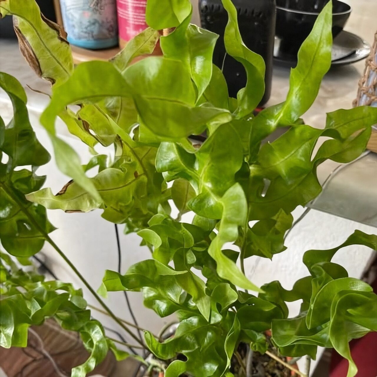 Bird's nest fern plant