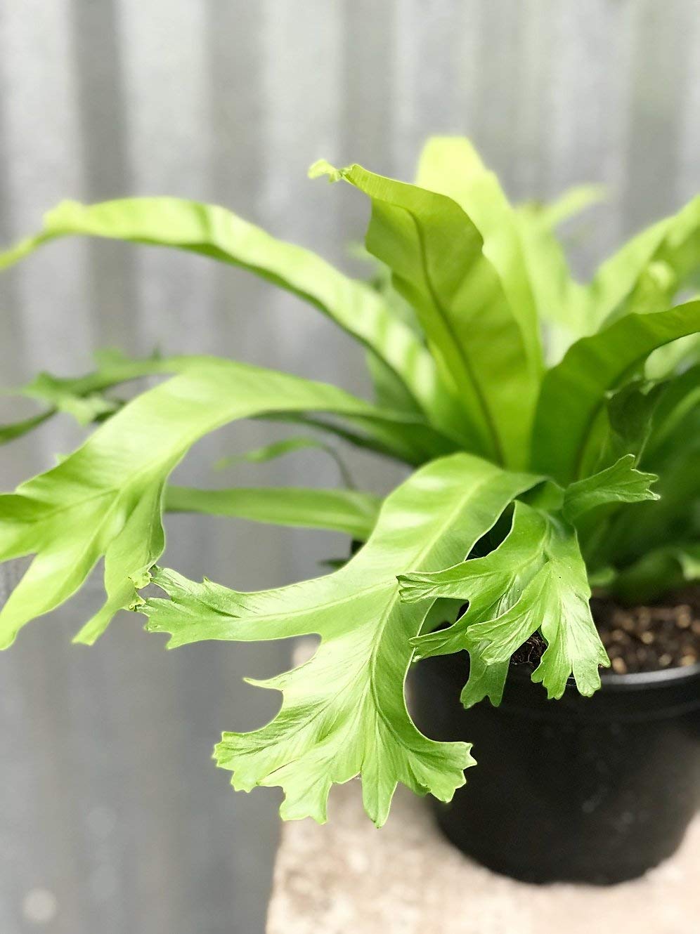 Bird's nest fern indoor