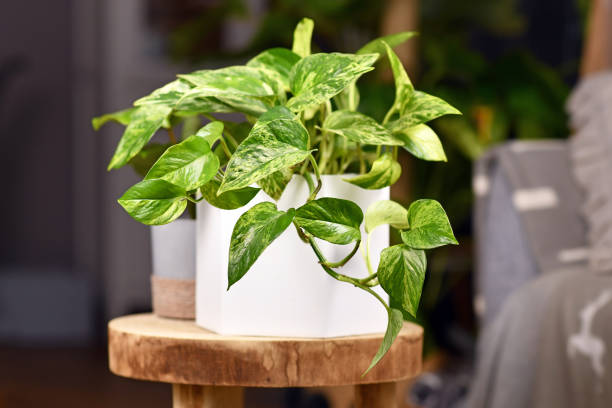 indoor pothos plant