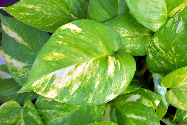 pothos indirect sunlight