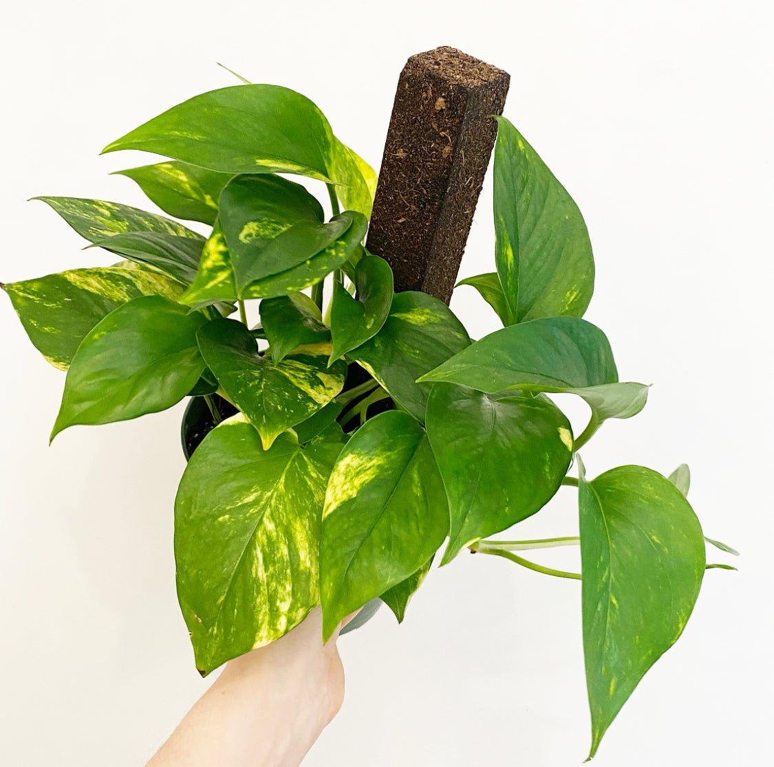 Epipremnum aureum indoor