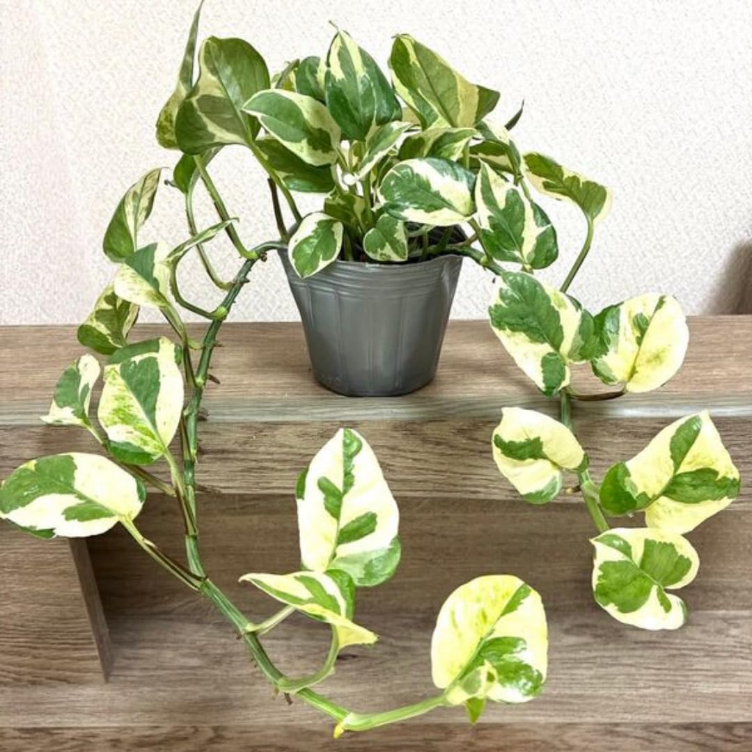 Indoor pothos plant