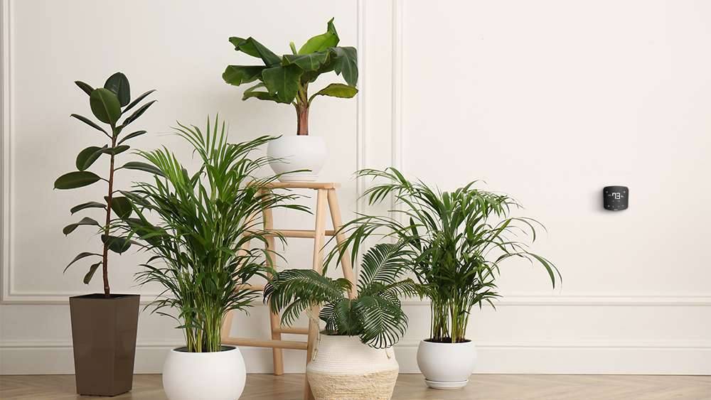 Air purifying houseplants