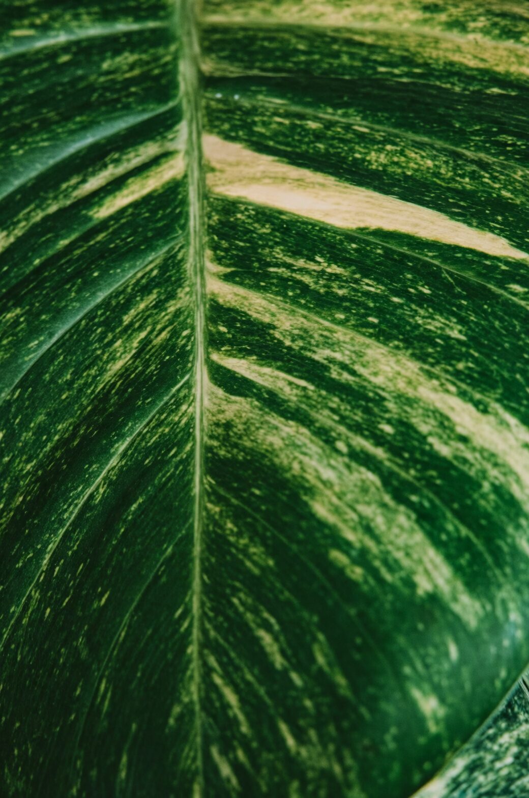 Pothos leaf detail